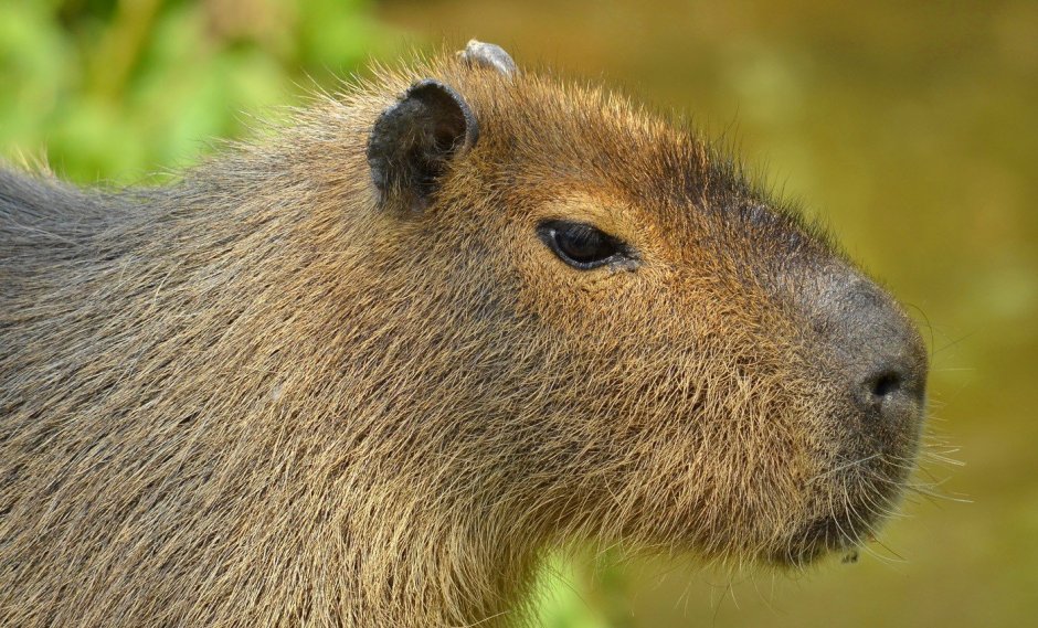 Нутрия и капибара