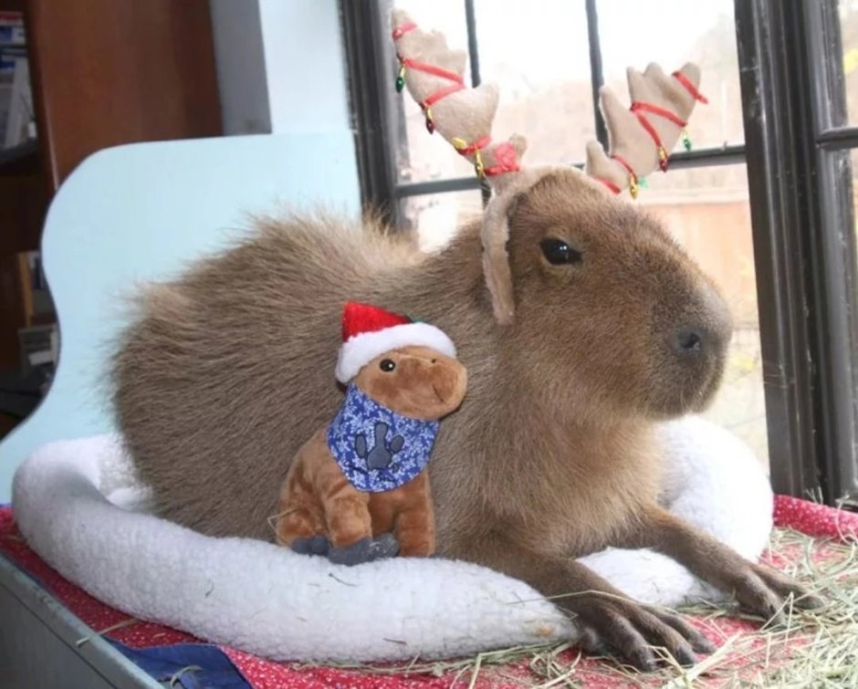 Год капибары