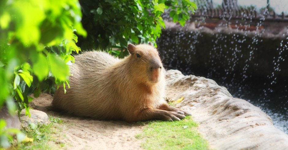 Лысая капибара