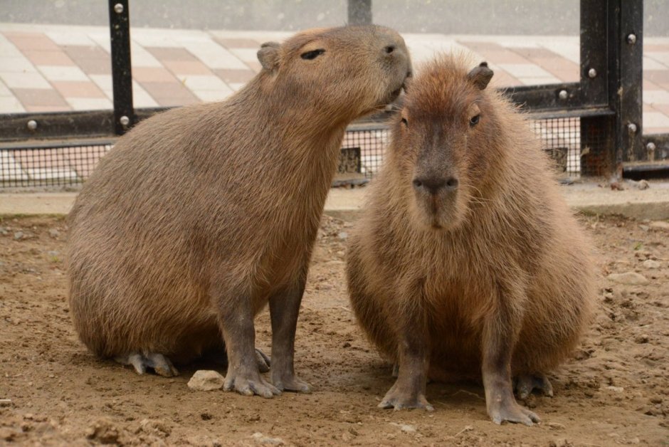 Созвездие капибары