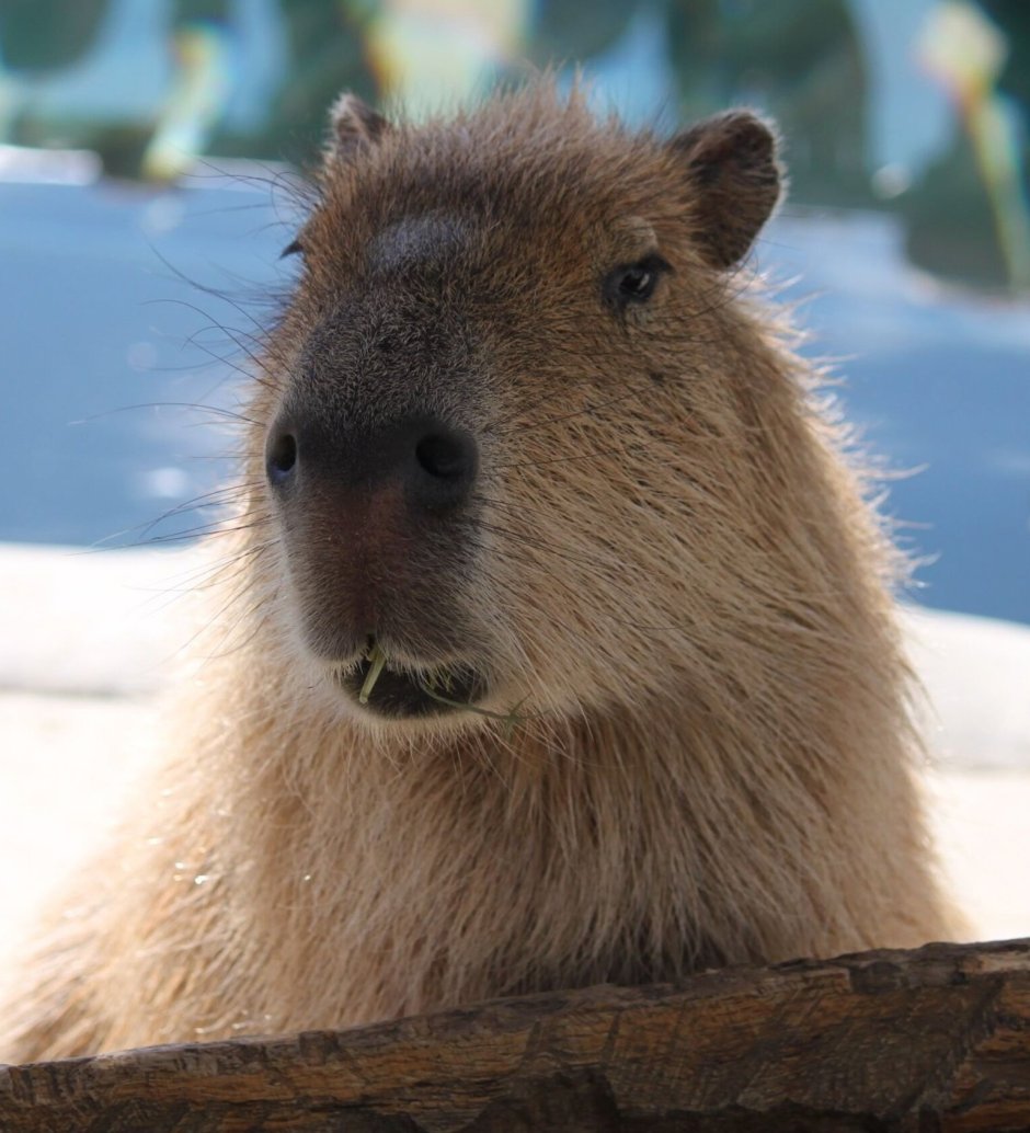 Капибара няшная