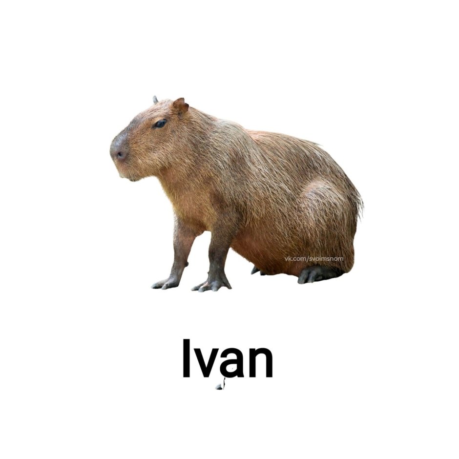 Капибара на белом фоне