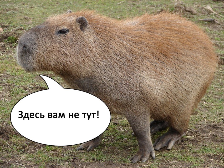 Капибара прикол