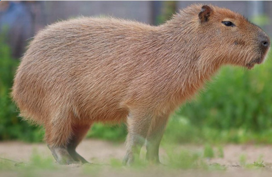 Капибара в зоопарке