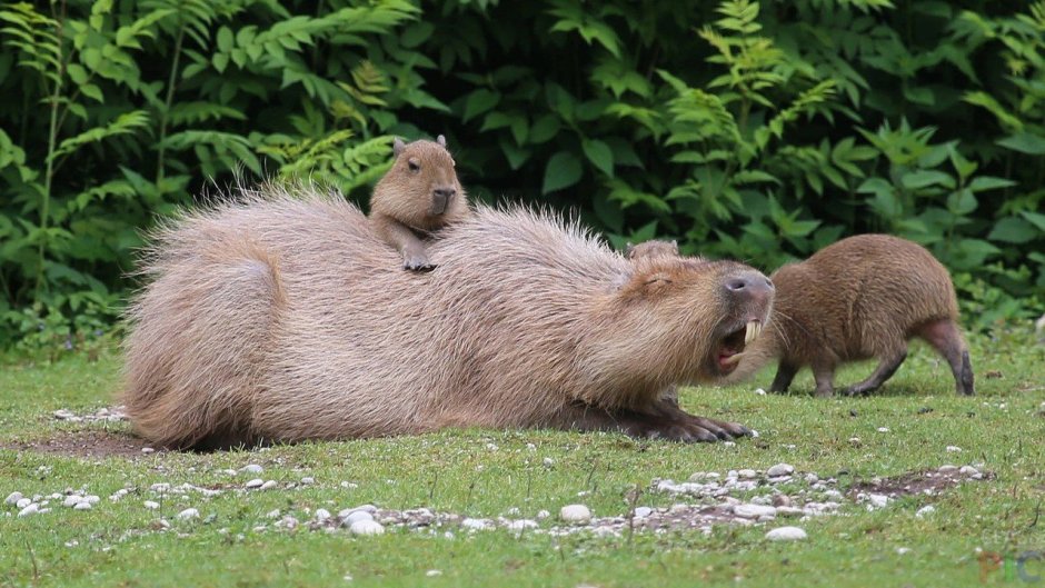 Карликовая капибара