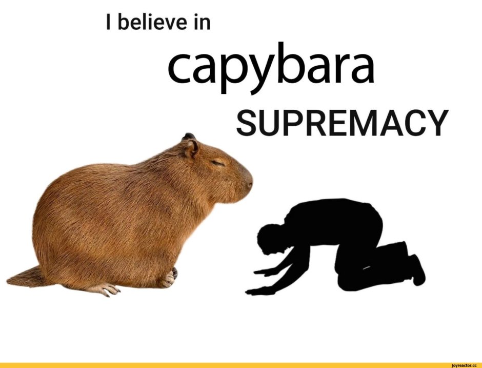Капибара Мем
