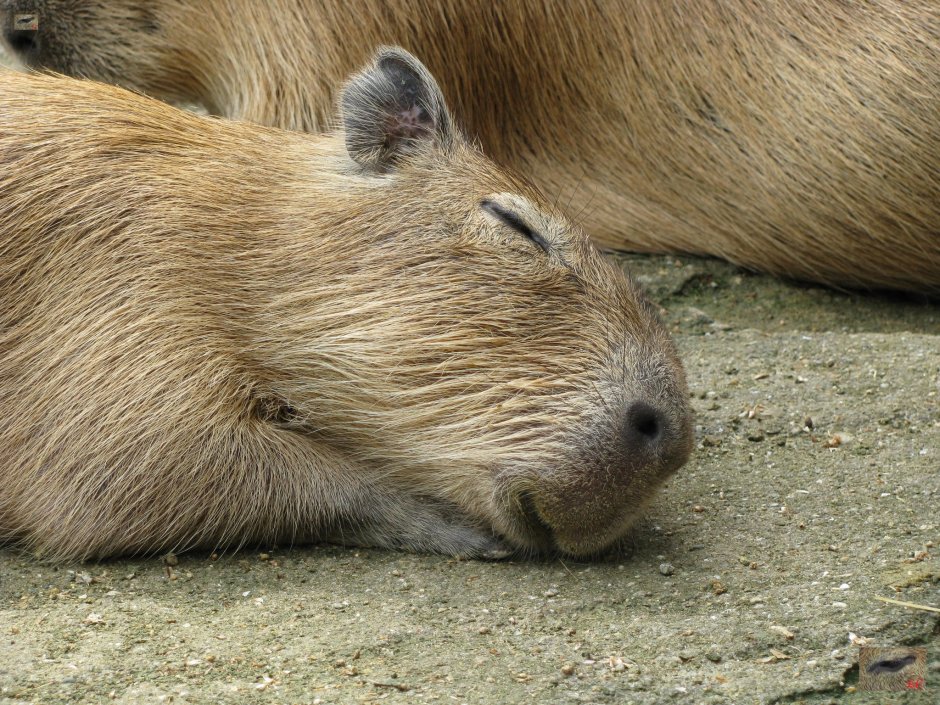 Мертвая капибара