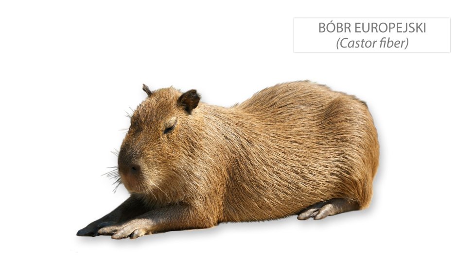 Капибара на бешом Ыонп