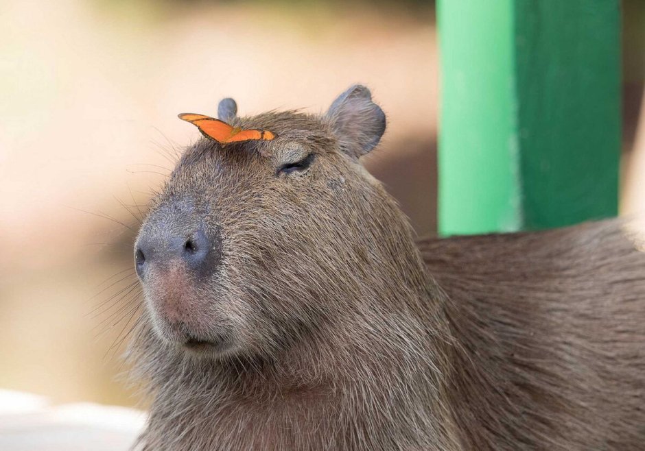 Капибара из бумаги схема