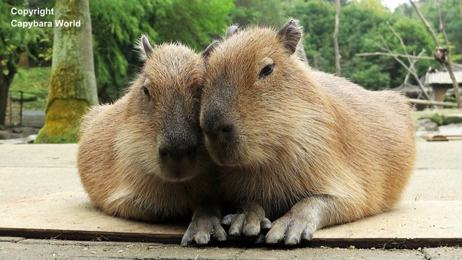 Капибара военный