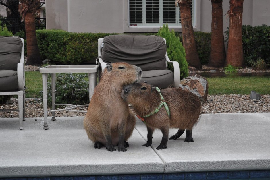 Дженни и капибара