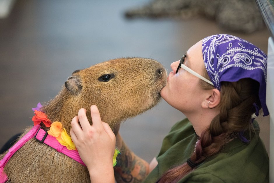 Капибара с детьми