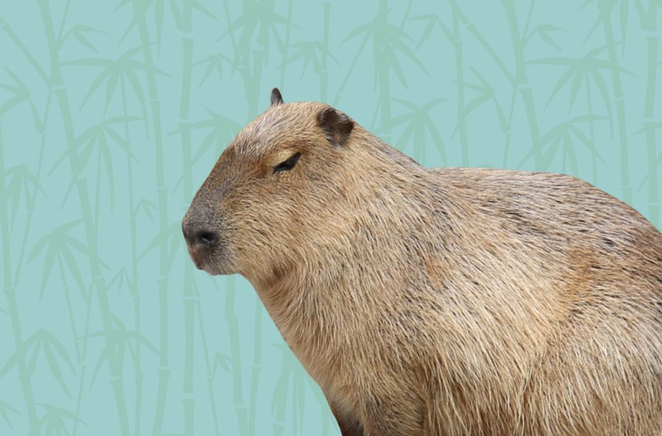 Вомбат и капибара