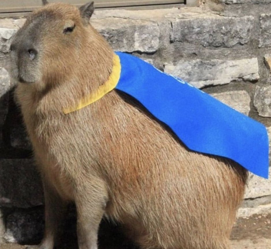 Капибара Мила