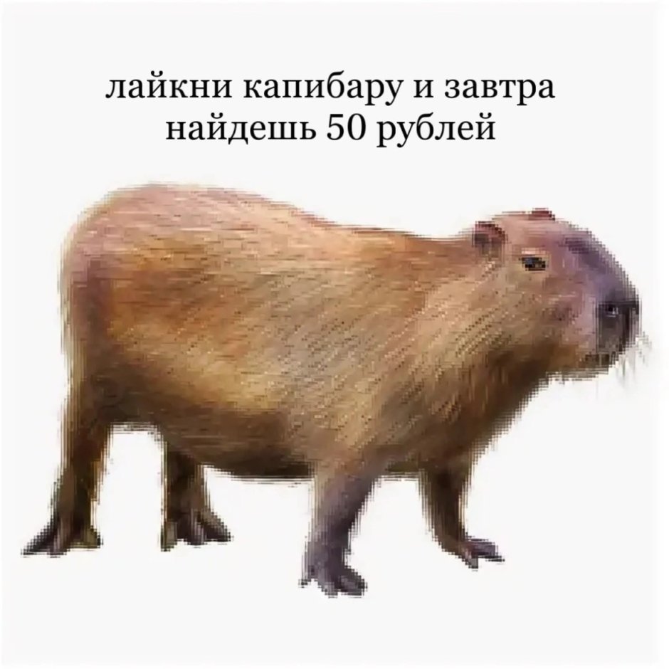 Большая морская Свинка капибара