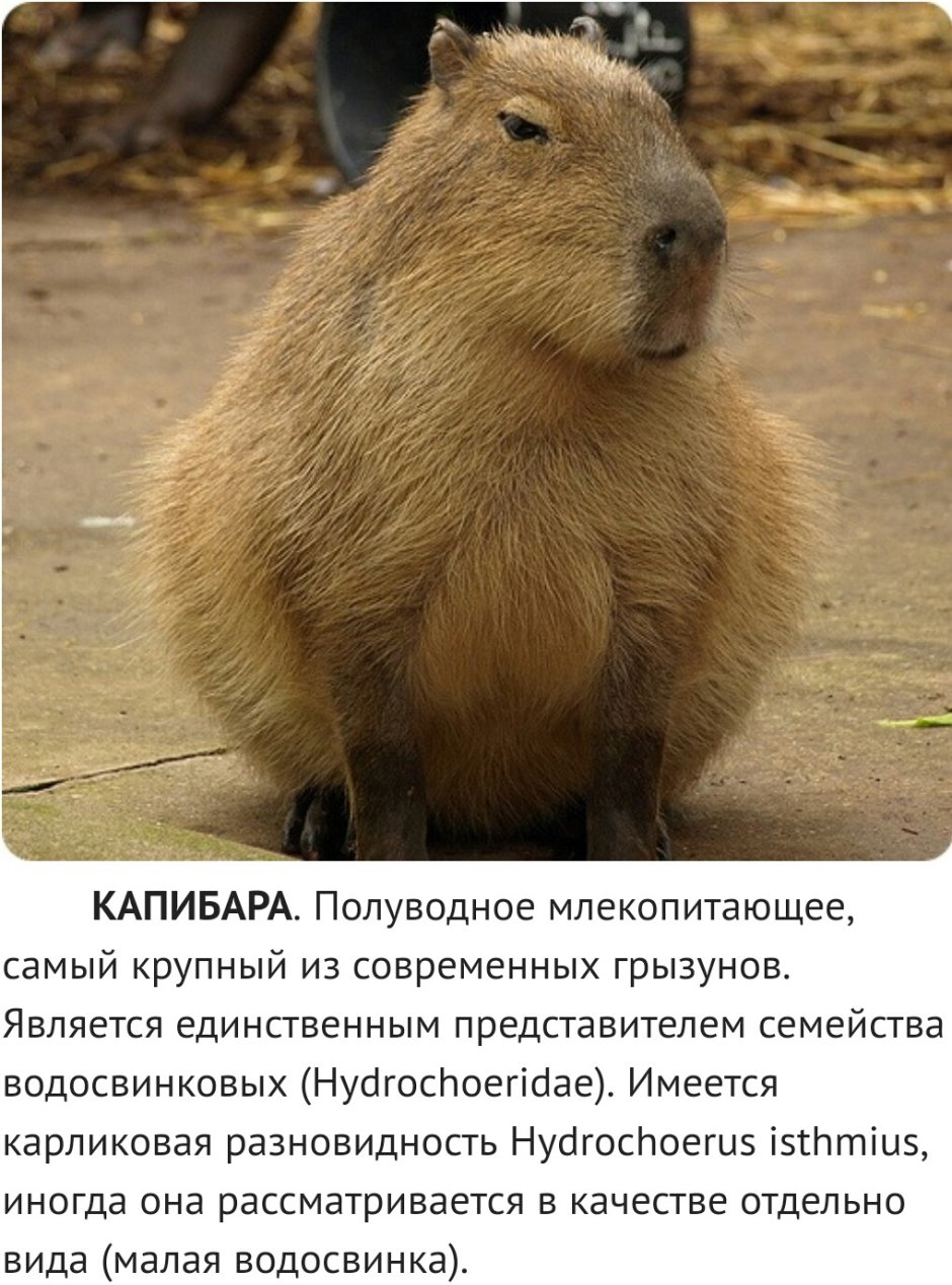 Нутрия и капибара