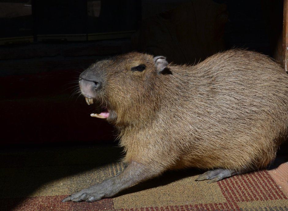 Карликовая капибара