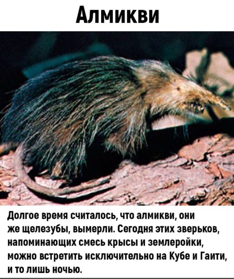 Землеройка прыгунчик