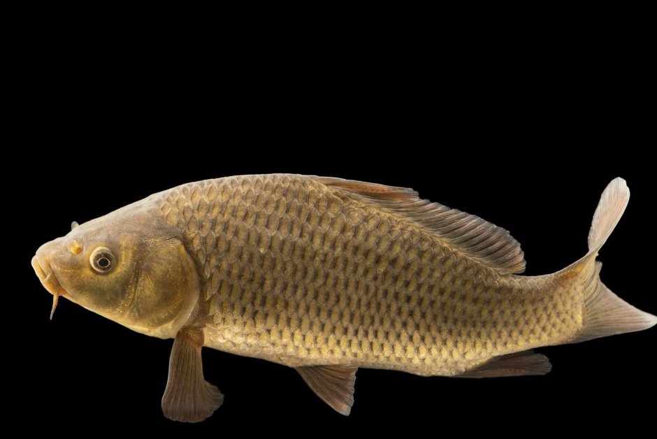 Карп обыкновенный – Cyprinus Carpio