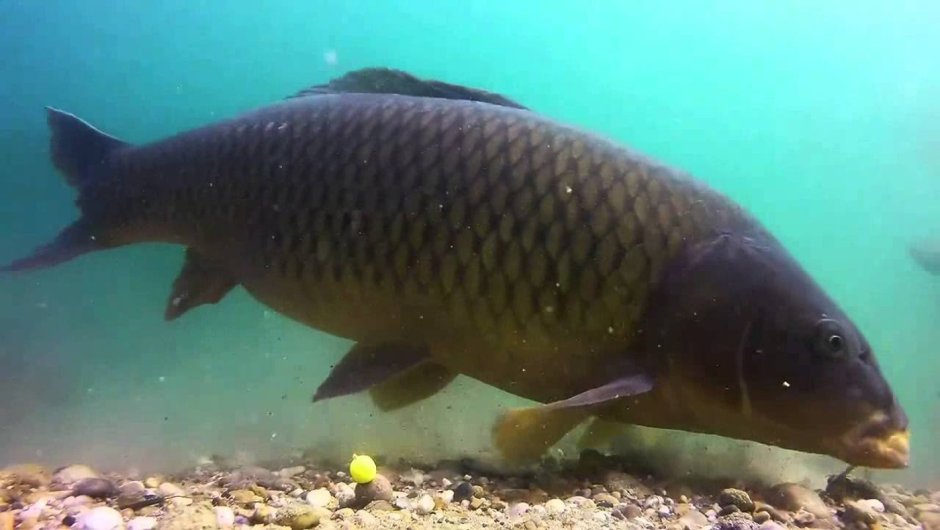 Сазан (Cyprinus Carpio)