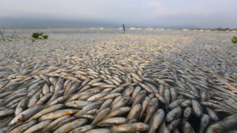 Каспийское море Астрахань рыба