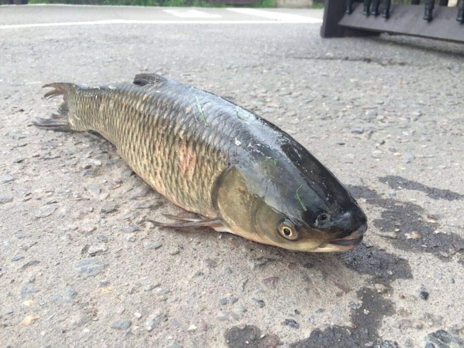Сазан морской Каспийский