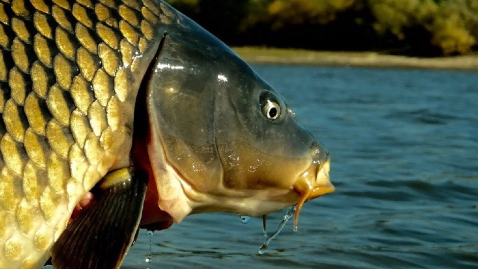 Карп обыкновенный – Cyprinus Carpio