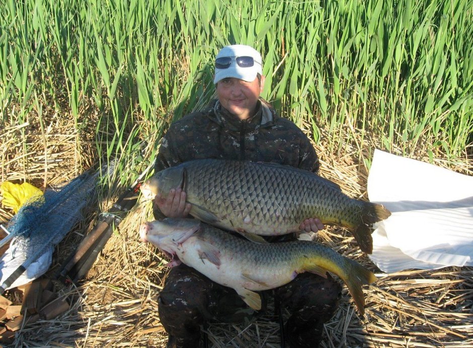 Карп обыкновенный – Cyprinus Carpio