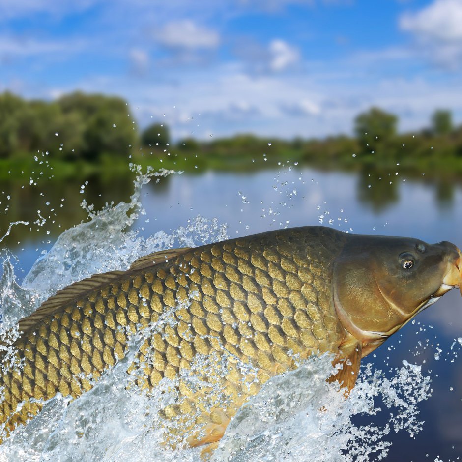 Сазан (Cyprinus Carpio)