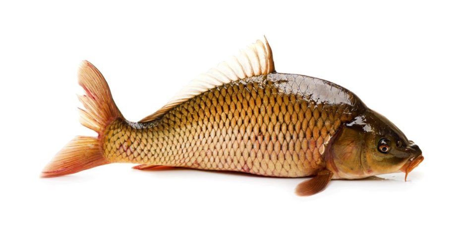 Сазан (Cyprinus Carpio)