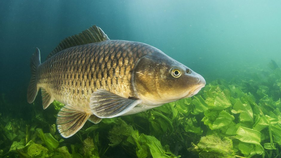Сазан (Cyprinus Carpio)