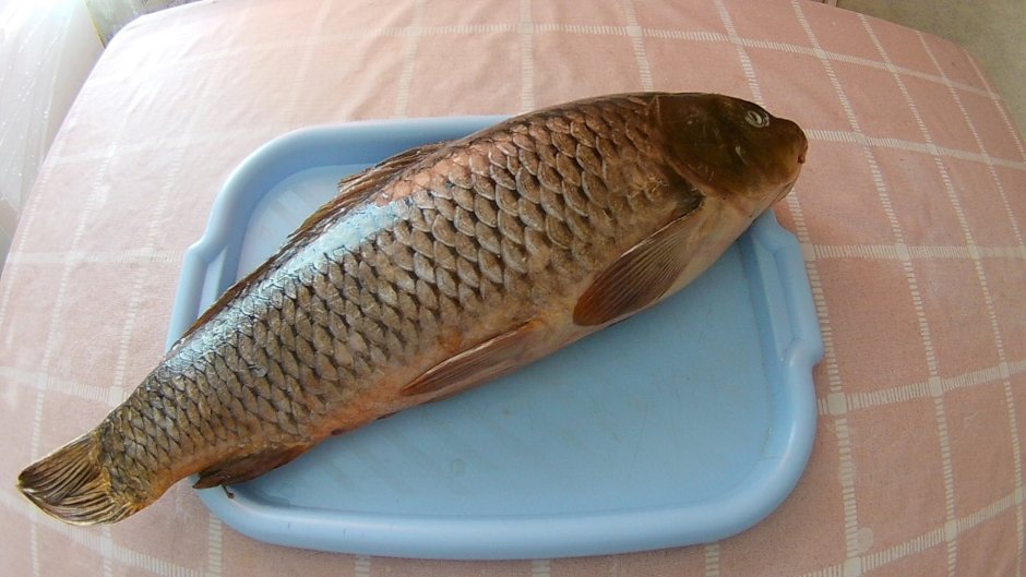 Сиамский Карп