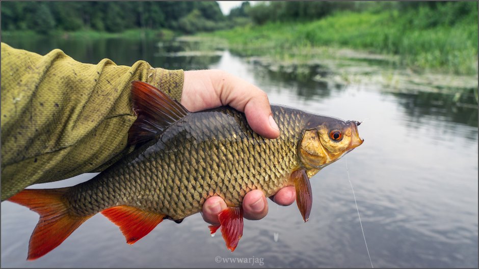 Карп (Cyprinus Carpio)