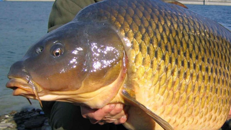 Сазан (Cyprinus Carpio)