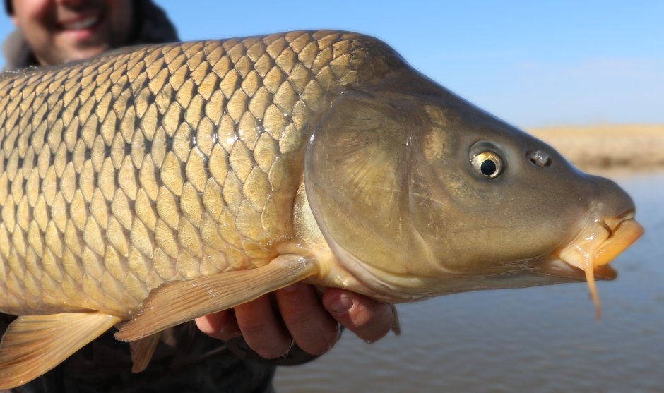 Сазан (Cyprinus Carpio)
