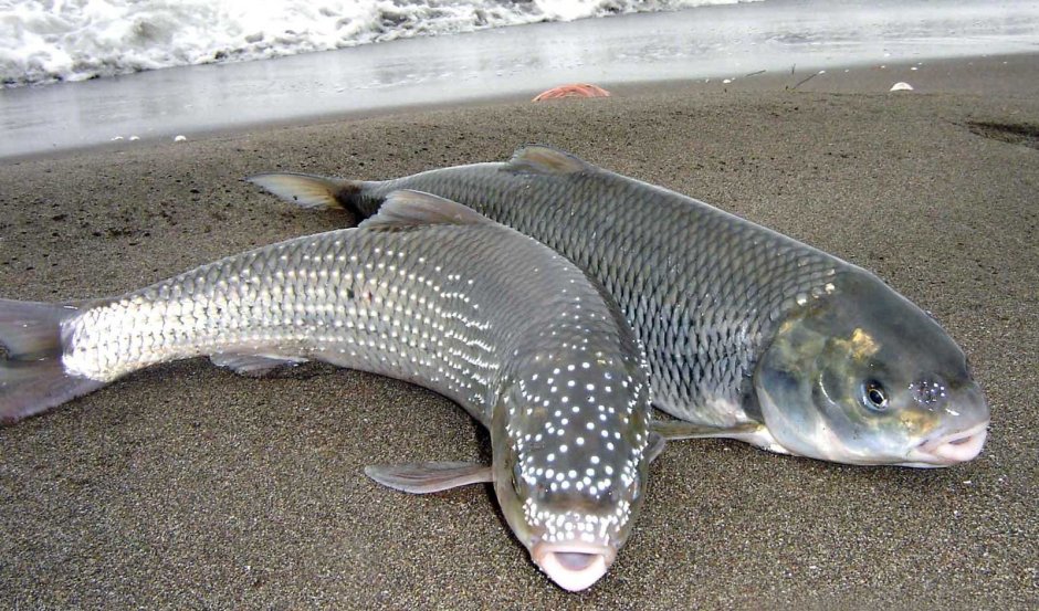 Сазан (Cyprinus Carpio)