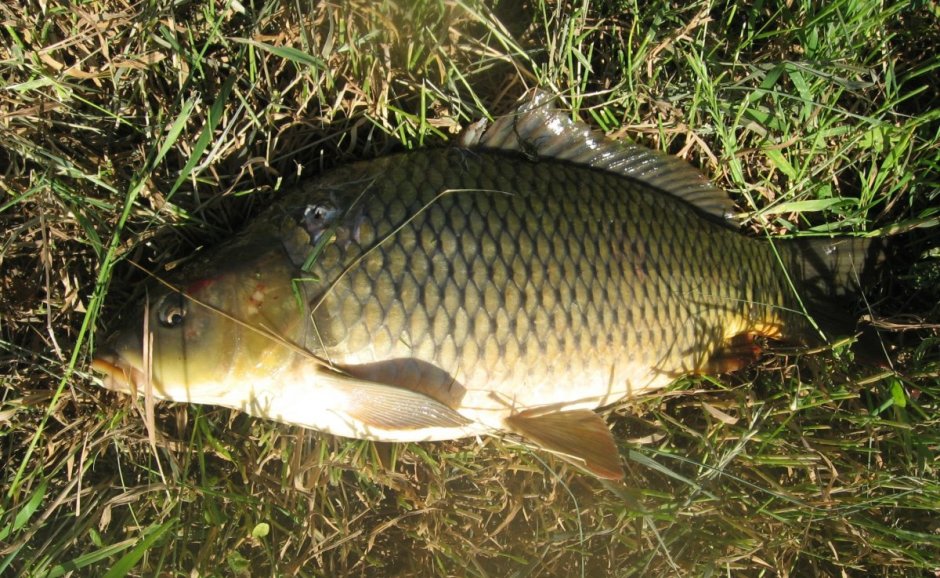 Сазан (Cyprinus Carpio)
