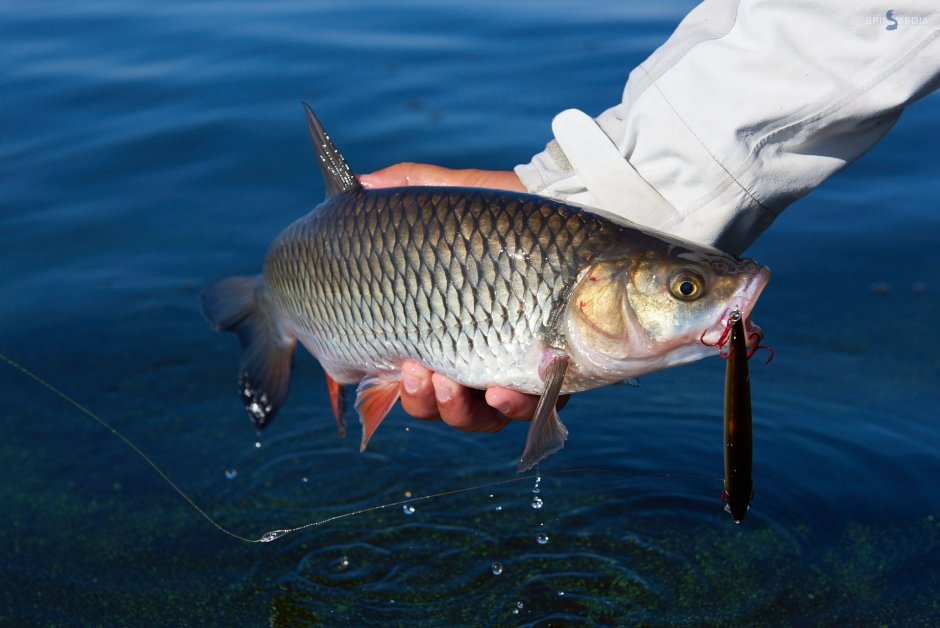 Карп (Cyprinus Carpio)