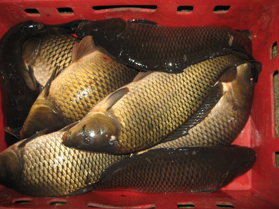 Сазан (Cyprinus Carpio)
