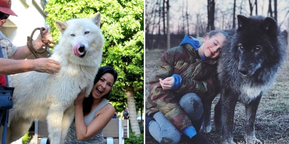 ЗСЛ волкособ