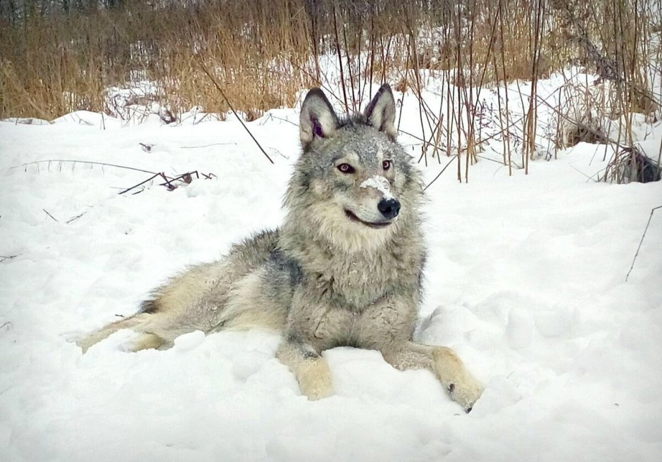 Вольф догс