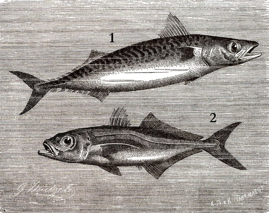 Атлантическая скумбрия (Scomber scombrus)