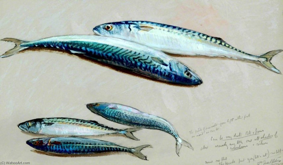 Макрели (Scomber scombrus)