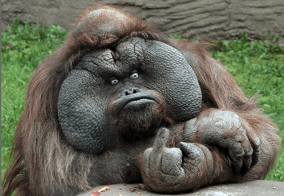 Калимантанский орангутан pongo pygmaeus
