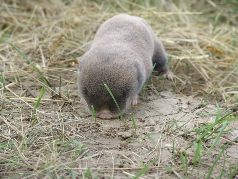 Землеройка слепыш