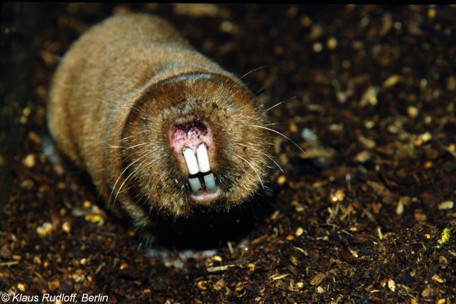 Обыкновенный слепыш