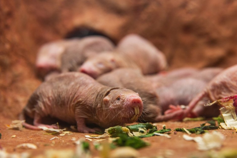 Голый землекоп (Heterocephalus Glaber)