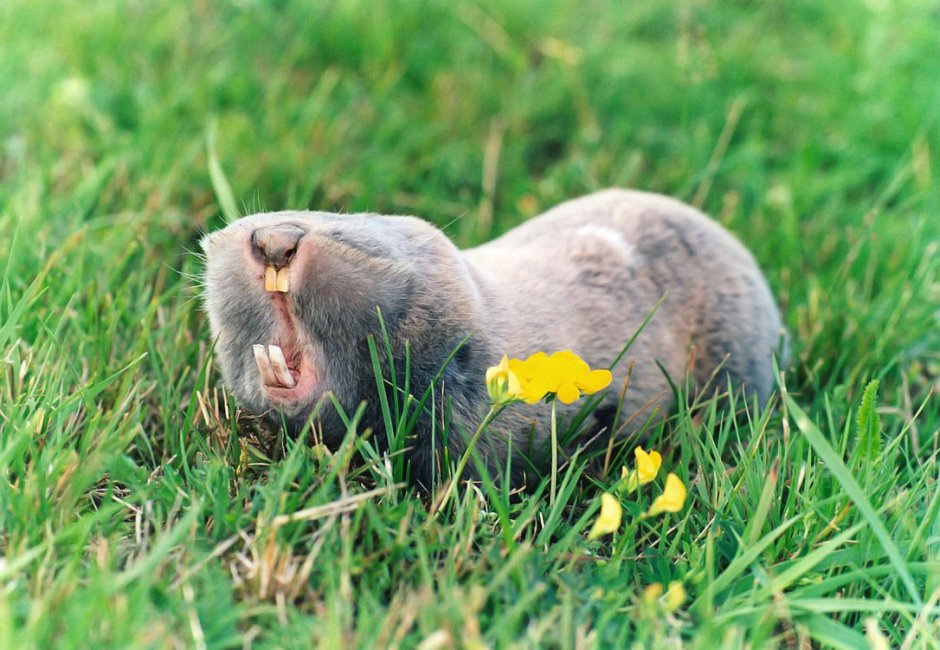 Обыкновенный слепыш