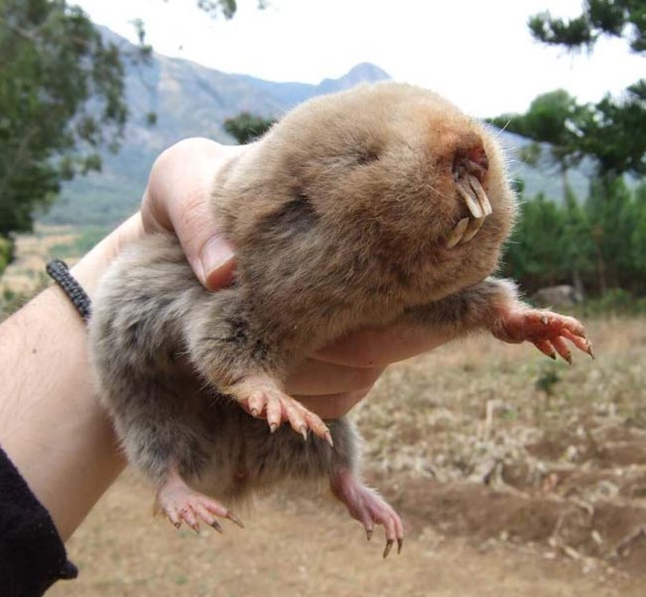 Обыкновенный слепыш