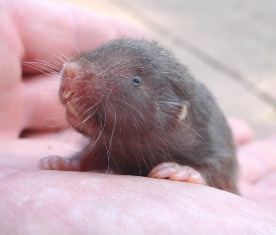 Крыса слепыш